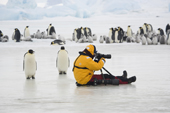 Photographer with tripod and telephoto lenses at the Snow Hill Island Emperor Penguin rookery. Antarctica