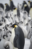 Adult Emperor Penguin stands amongst downy chicks. Snow Hill Island. Antarctica.