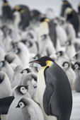Adult Emperor Penguin stands amongst downy chicks. Snow Hill Island. Antarctica.