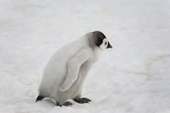 Emperor Penguin chick walking. Antarctica