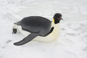 Adult Emperor Penguin travels on its belly, sliding for speed and ease. Antarctica