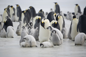 Emperor Penguins, adults and chicks on the sea ice at Snow Hill Island Antarctica