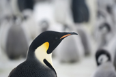 Emperor Penguin portrait at the Snow Hill Penguin Colony. Antarctica