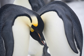 Emperor Penguins, probably non breeders display close to a dead chick. Snow Hill Island. Antarctica