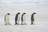Short line of Emperor Penguins return to the Snow Hill Colony Antarctica