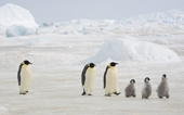 Short line of Emperor Penguins and chicks. Snow Hill Colony Antarctica