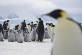 Emperor penguin adult and chicks at the Snow Hill Penguin Colony, with out of focus penguin. Antarctica.