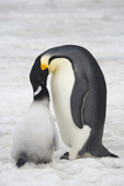 Emperor penguin adult feedings its chick. Snow Hill Colony. Antarctica