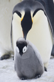 Emperor penguin adult pecks its chick, perhaps for over persistent begging. Snow Hill Colony. Antarctica