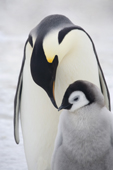 Emperor penguin adult with its chick, beak to beak. Snow Hill Colony. Antarctica