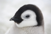 Emperor Penguin chick portrait. Snow Hill Island Colony Antarctica