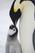 Emperor penguin adult with its chick, beak to beak. Snow Hill Colony. Antarctica