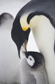 Emperor penguin adult feedings its chick, a tread of saliva remains. Snow Hill Colony. Antarctica