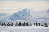 Emperor Penguin Colony with a backdrop of well thawed icebergs. Snow Hill Island. Antarctica