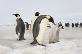 Emperor Penguin adults and a chick. Snow Hill Island. Antarctica