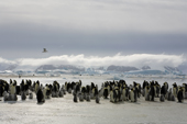 Kelp Gull flies over an emperor penguin colony at Snow Hill Island, with low cloud and old icebergs. Antarctica