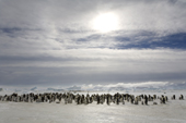Sun halo over an emperor penguin colony at Snow Hill Island, with low cloud and old icebergs. Antarctica