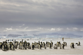 Staff member at an emperor penguin colony by Snow Hill Island, with low cloud and old icebergs. Antarctica