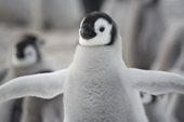 Emperor Penguin chick flaps its wings excitedly. Snow Hill Island. Antarctica