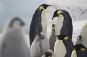 Adults and chicks, Emperor Penguin Colony at Snow Hill Island Antarctica