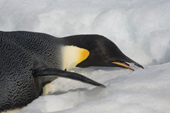 Emperor Penguin eats snow to get water. Snow Hill Island. Antarctica