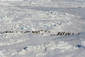 Lines of Emperor Penguins pick their way through pack ice as they return to the Colony. Snow Hill Island. Antarctica