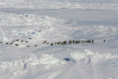 Emperor Penguins pick their way through pack ice as they return to the Colony. Snow Hill Island. Antarctica
