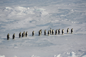 Emperor Penguins pick their way through pack ice as they return to the Colony. Snow Hill Island. Antarctica