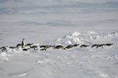 Emperor Penguins pick their way through pack ice on their bellies as they return to the Colony. Snow Hill Island. Antarctica
