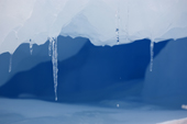 Icicles hang from a ledge on an iceberg, in front of it's blue interior. Antarctica.