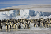 Part of the Emperor Penguin colony with the ice dome of Snow Hill Island. Antarctica