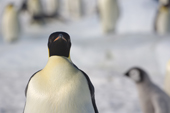Emperor Penguin portrait, Snow Hill Island. Antarctica