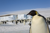 Emperor Penguin portrait with the ice dome of Snow Hill Island behind it. Antarctic Peninsula.