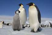 Emperor Penguin chick with two adults at Snow Hill Island. Antarctic Peninsula.