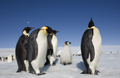 Emperor Penguin chick with four adults at Snow Hill Island. Antarctic Peninsula.