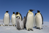 Emperor Penguin chicks with a group of adults at Snow Hill Island. Antarctic Peninsula.