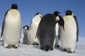 Emperor Penguin chick with a group of adults at Snow Hill Island. Antarctic Peninsula.