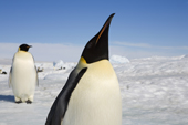 Emperor Penguin adult stretches at Snow Hill Island. Antarctic Peninsula.