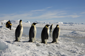 Tourist watches a line of adult Emperor Penguins at Snow Hill Island. Antarctic Peninsula