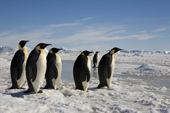 A line of adult Emperor Penguins at Snow Hill Island. Antarctic Peninsula