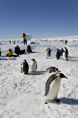 Tourists watch Emperor Penguin adults and chicks at Snow Hill Island. Antarctic Peninsula