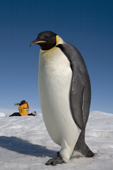 Emperor Penguin walking past a tourist Snow Hill Island. Antarctic Peninsula.