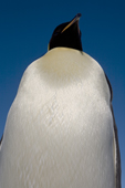 Emperor Penguin breast has tightly packed slightly yellow feathers. Snow Hill Island. Antarctic Peninsula.