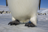 Emperor Penguin feet, strong and scaly with powerful claws. Snow Hill Island. Antarctic Peninsula.