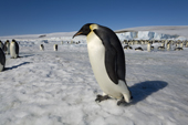 Emperor Penguin walking with the ice dome of Snow Hill Island behind it. Antarctic Peninsula.