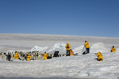 Yellow jacketed tourists watch Emperor Penguin adults and chicks at Snow Hill Island. Antarctic Peninsula