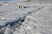 A lead in the sea ice has sharp plates of ice in it and the Emperor Penguins stop before crossing it. Snow Hill Island. Antarctica