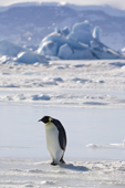 Emperor Penguin walks on sea ice while leaving the Snow Hill Island colony. Antarctica