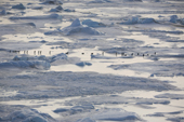 Line of Emperor Penguins cross sea ice between icebergs on their way back to the sea to feed. Antarctica