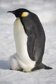 Emperor Penguin chick warms up by sitting head first under its parent.Snow Hill. Antarctica